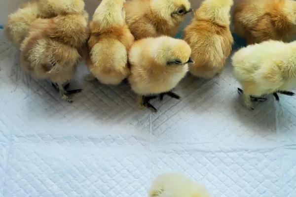 十一月份母鸡能孵小鸡吗,母鸡在一年四季都能育雏