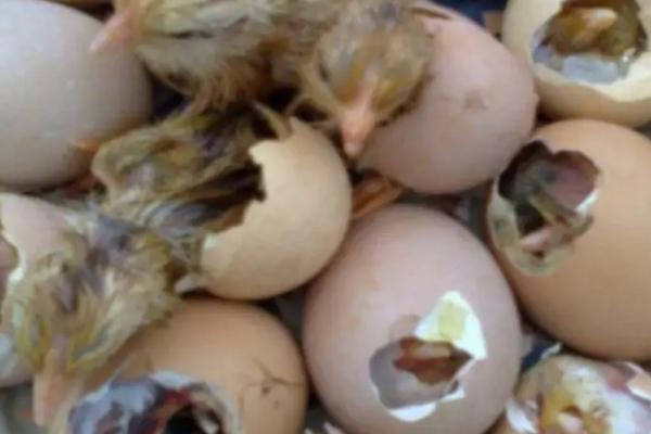 十一月份母鸡能孵小鸡吗,母鸡在一年四季都能育雏