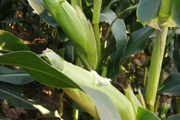 陕单690玉米品种简介,注意防治病虫害