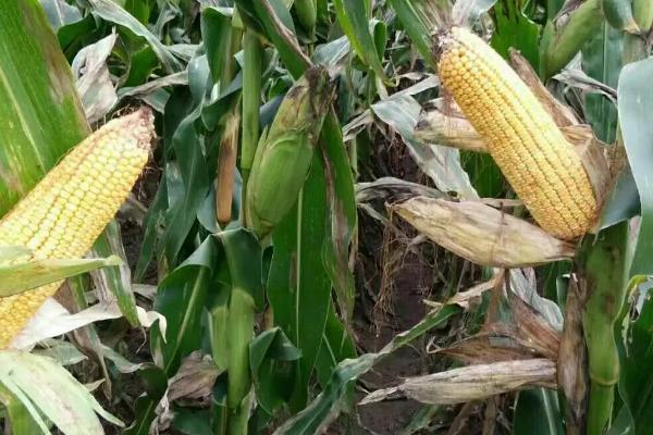 陕单690玉米品种简介,注意防治病虫害