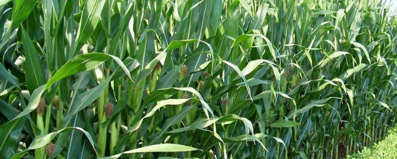 正大1689玉米种简介