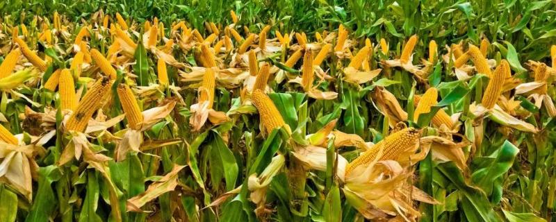 同丰173玉米种子特点