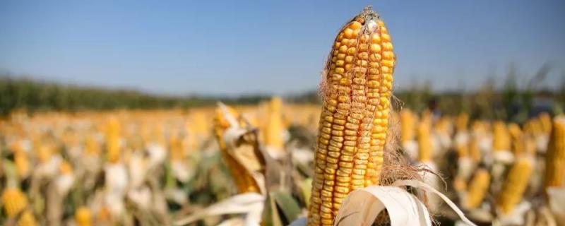 陕科13玉米品种简介