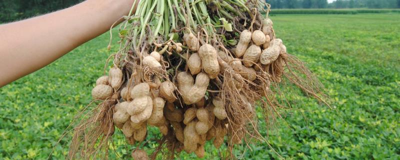 花生是忌氯作物吗