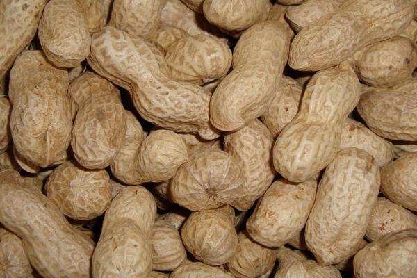 花生是忌氯作物吗,不是忌氯作物