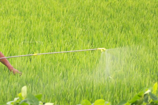 花生是忌氯作物吗,不是忌氯作物