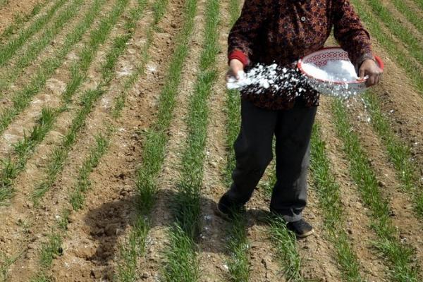 花生是忌氯作物吗,不是忌氯作物