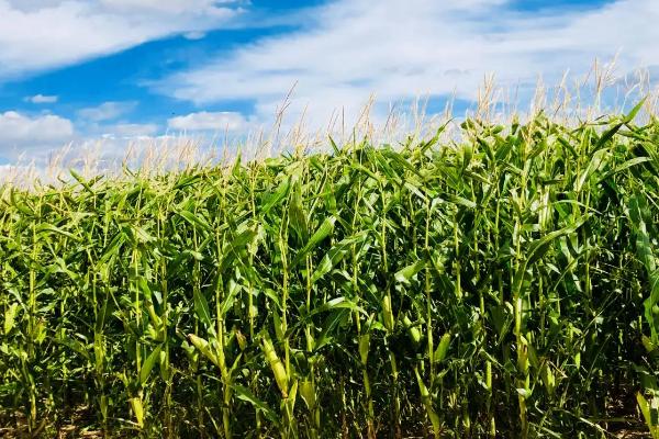 榆单1108玉米种子特点,注意防治病虫害