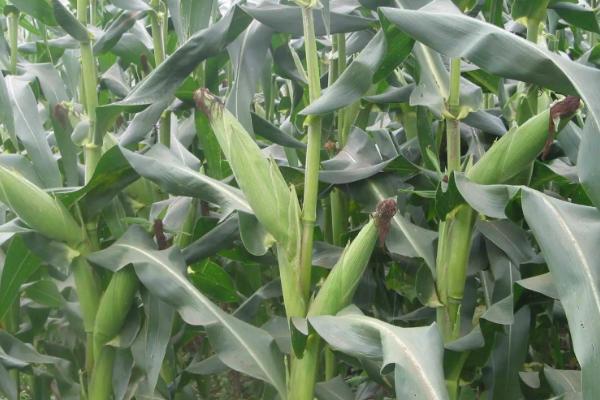 陕单920玉米种子简介,每亩适宜密度5000株