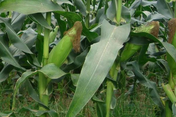 农科大33玉米种子特征特性,注意防治病虫害