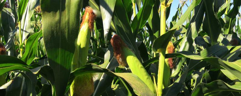 盛玉7789玉米种简介