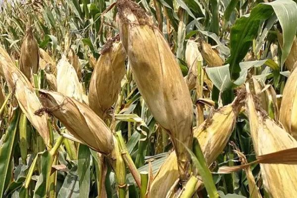 五糯5号玉米种子介绍,高抗倒伏