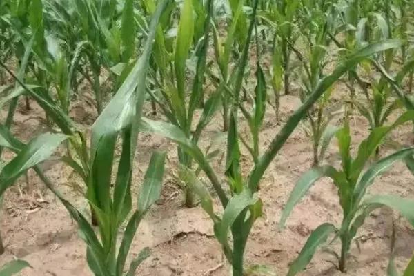 金苹果2116玉米种子特征特性,注意防治病虫害