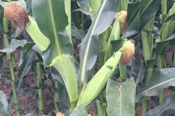 金苹果2116玉米种子特征特性,注意防治病虫害