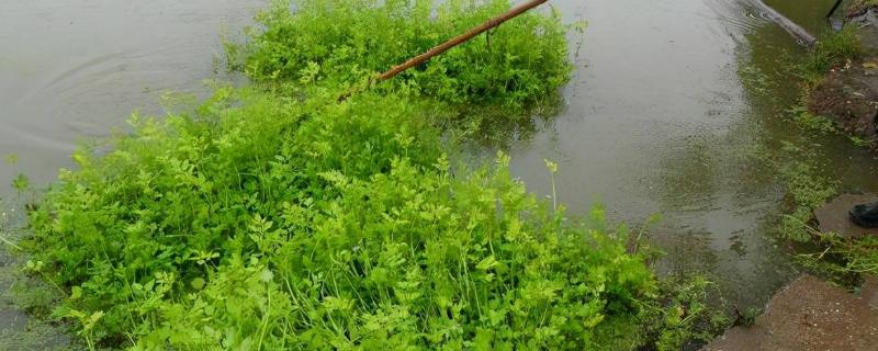 水芹菜的池塘种植技术