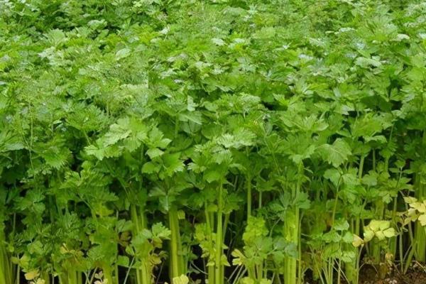 水芹菜的池塘种植技术,选择品种优良的无节水芹品种