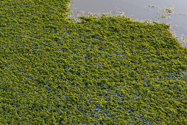 水芹菜的池塘种植技术,选择品种优良的无节水芹品种