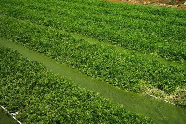 水芹菜的池塘种植技术,选择品种优良的无节水芹品种