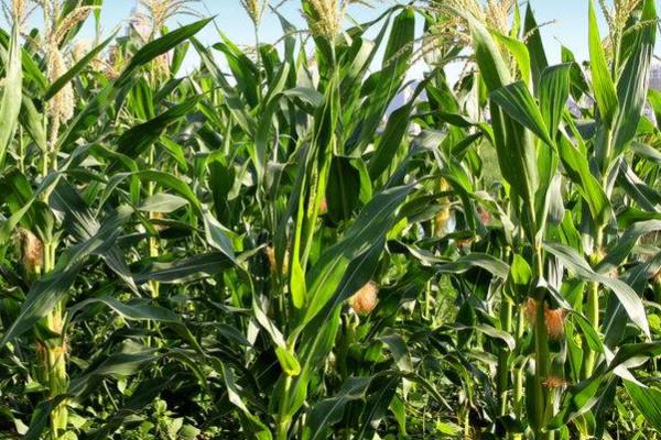 秦玉71玉米品种的特性,每亩适宜密度4500株