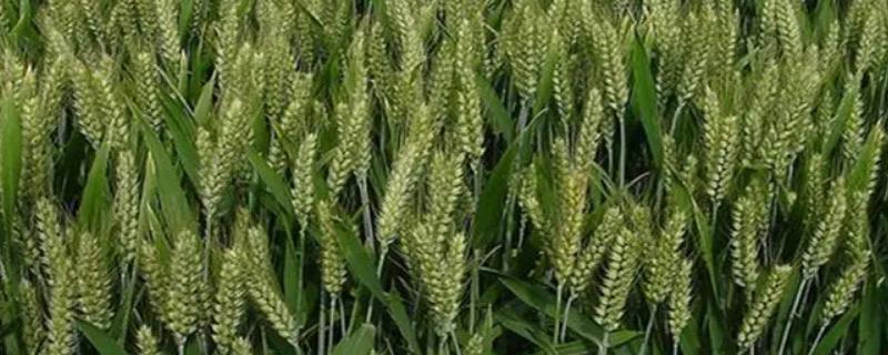 伟隆396小麦种子特征特性