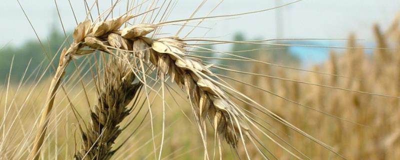 宝研12小麦种简介