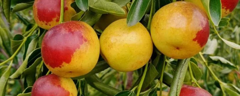 冬枣什么季节成熟