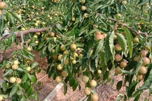 冬枣什么季节成熟,秋季的10-11月份成熟