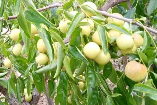 冬枣什么季节成熟,秋季的10-11月份成熟