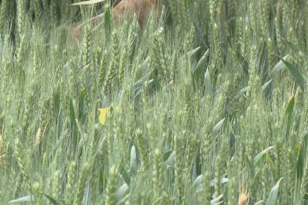 西农527小麦品种简介,注意防治病虫害