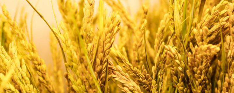 陕农优559水稻品种简介