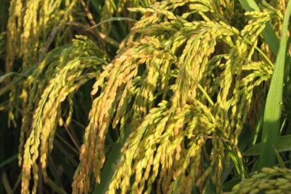 陕农优559水稻品种简介,一般4月5-10日播种