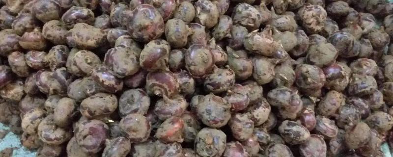 荸荠的贮存方法