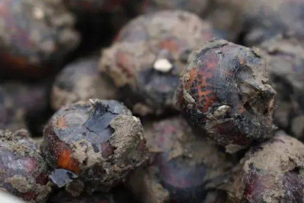 荸荠的贮存方法,可缸藏、窑藏或沙藏等