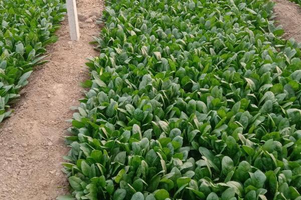 菠菜白斑病怎么防治,应及时清理前茬作物的残株落叶