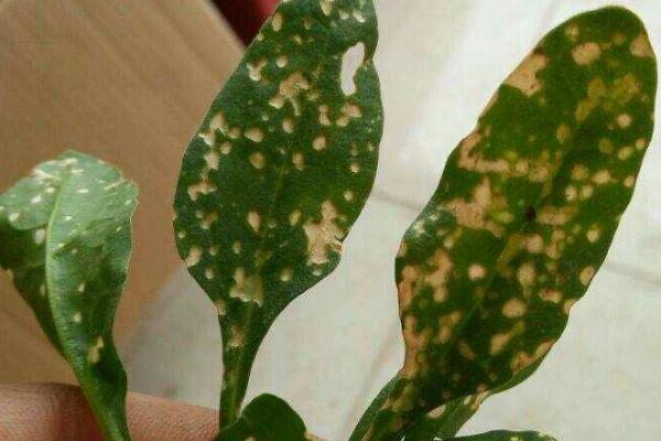 菠菜白斑病怎么防治,应及时清理前茬作物的残株落叶