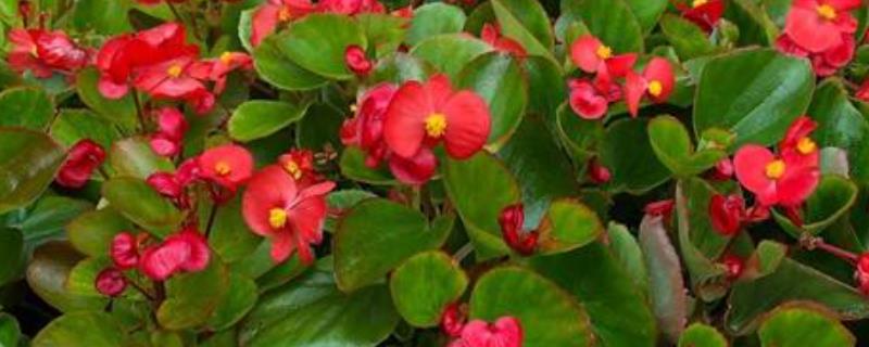 怎么防治玻璃翠的病虫害