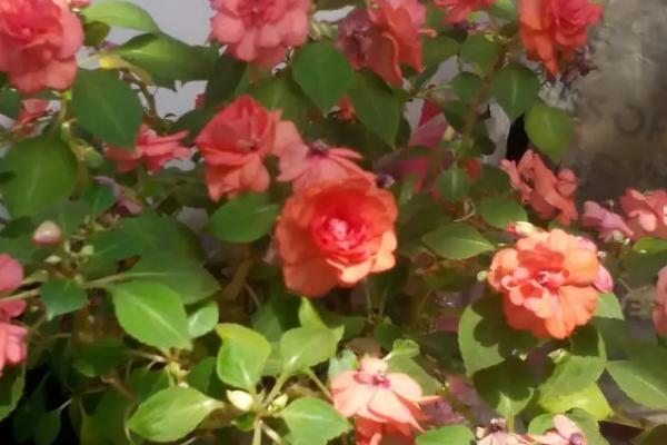 怎么防治玻璃翠的病虫害,控制温度可抑制病害传播