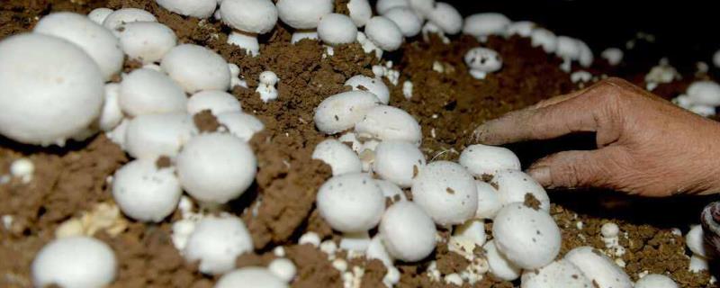 牛粪种植食用菌技术