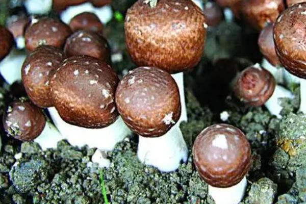 牛粪种植食用菌技术,适种食用菌有草菇、毛头鬼伞、姬松茸等