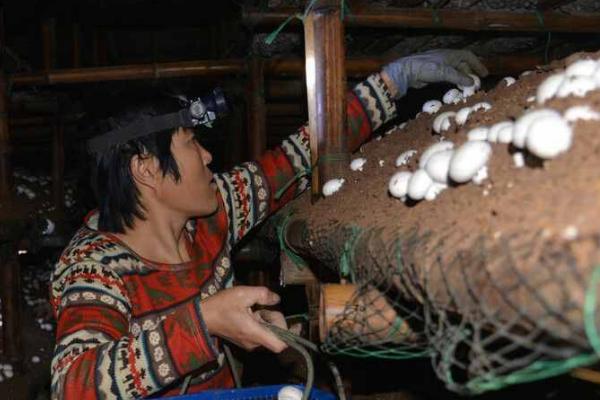 牛粪种植食用菌技术,适种食用菌有草菇、毛头鬼伞、姬松茸等