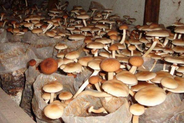 牛粪种植食用菌技术,适种食用菌有草菇、毛头鬼伞、姬松茸等