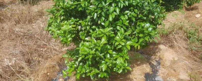 沙糖桔结果树的施肥技巧