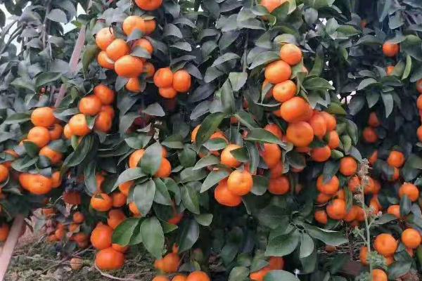 沙糖桔结果树的施肥技巧,一般每年施肥4-5次