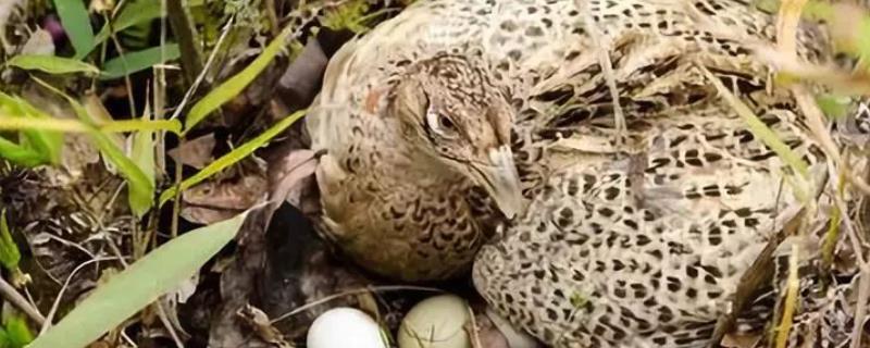 孵化野鸡蛋所需温度