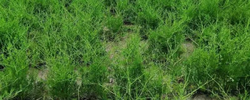 防风的种植管理技术