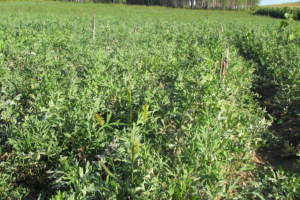 防风的种植管理技术,每亩地播种2kg左右的种子