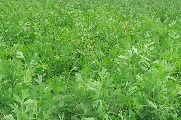 防风的种植管理技术,每亩地播种2kg左右的种子