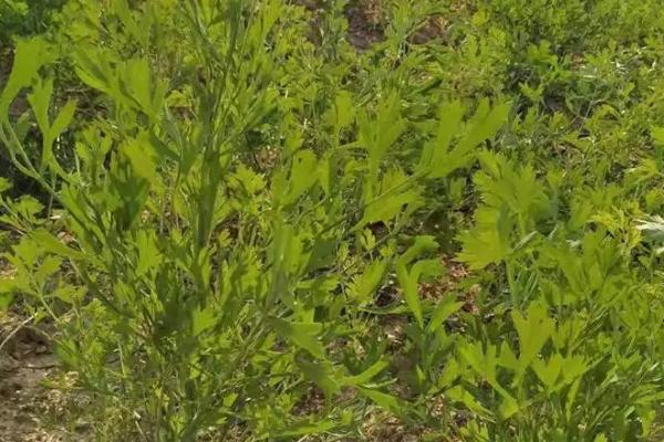 防风的种植管理技术,每亩地播种2kg左右的种子