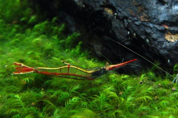 红鼻虾吃什么,可以吃藻类、浮游生物、红虫的幼虫等