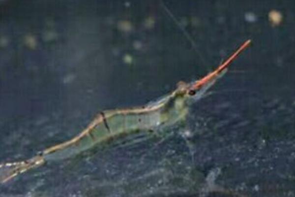 红鼻虾吃什么,可以吃藻类、浮游生物、红虫的幼虫等